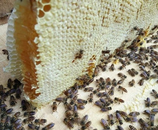 SÁP MẬT ONG  NGUYÊN CHẤT 1KG