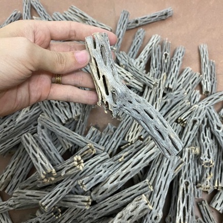 Lũa Cholla cho tép cảnh