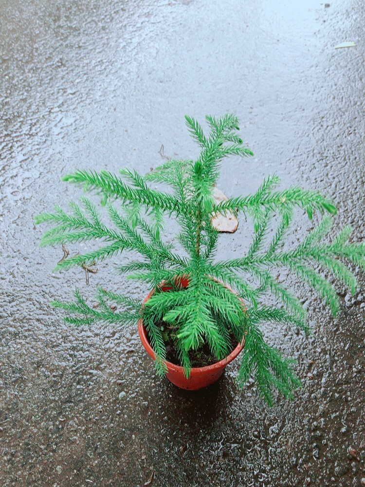Cây Tùng Bồng Lai