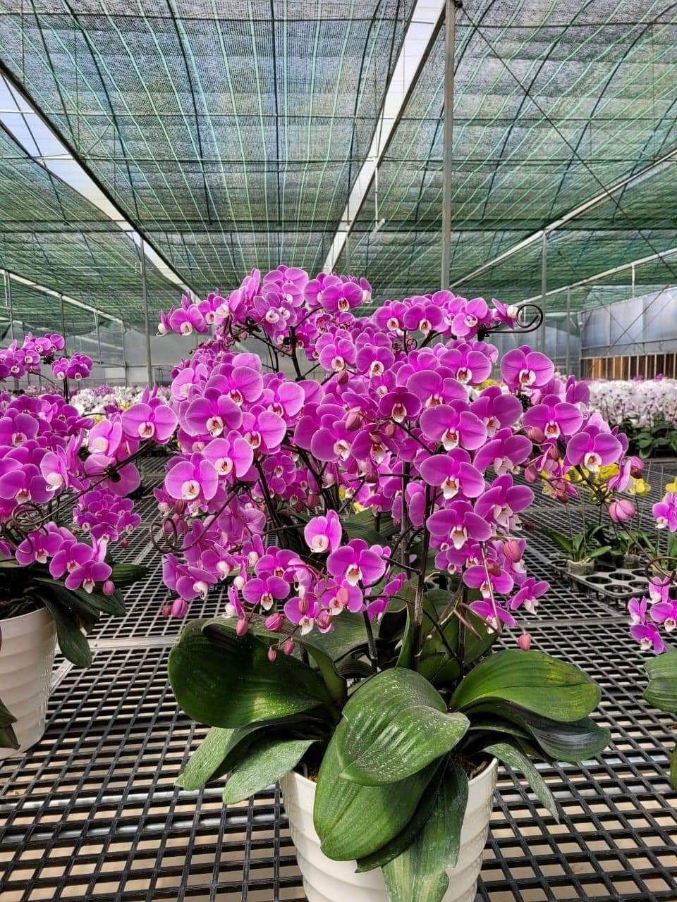 HOA LAN HỒ ĐIỆP BĂNG BĂNG