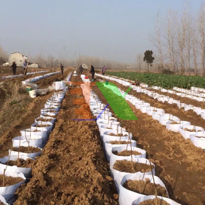 Bộ 10 túi trồng cây 2 quai (Φ45 x h40), Túi trồng cà chua, Túi trồng dưa chuột, Túi trồng dưa lưới, túi vải trồng cây, túi trồng cây cảnh, túi trồng cây công trình