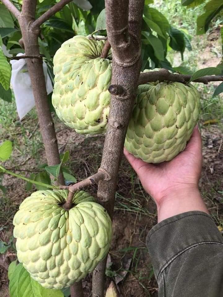 Combo 2 cây na thái( na hoàng hậu)