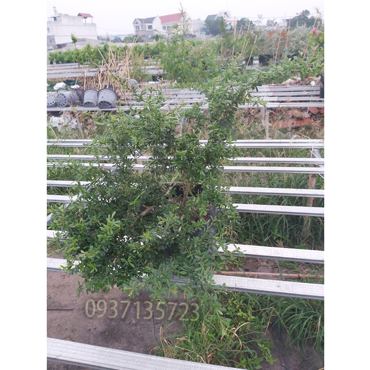 [HCM]CÂY LINH SAM -CAO TỪ 20-35 CM