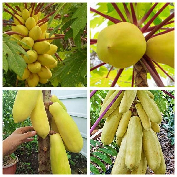 Gói 5 hạt giống đu đủ vỏ vàng tay lá đỏ F1 Thái Lan - Hạt mới vụ Tết 2021 - giống chuẩn tỷ lệ nảy mầm cao