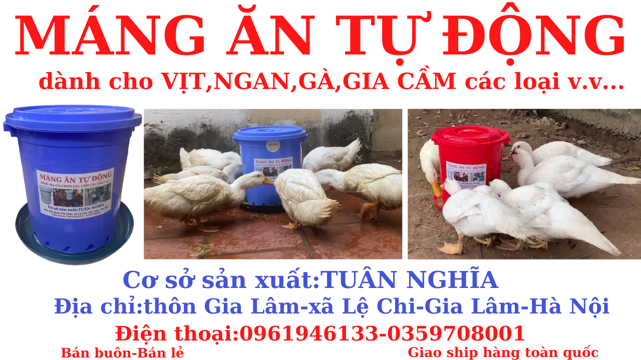Máng ăn tự động cho Ngan,Vịt,Gà hiệu quả nhất.