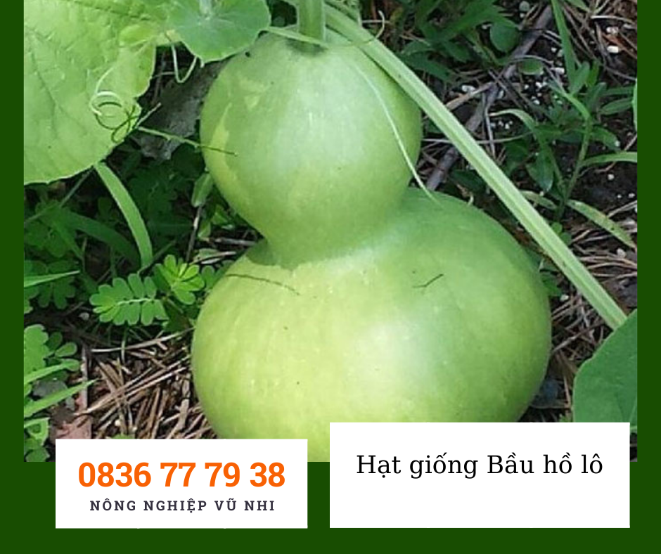 Hạt giống bầu hồ lô 1g