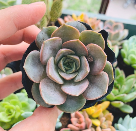 SEN ĐÁ HOA HỒNG ĐỎ SIZE BÉ KHỎE ĐẸP LỖI 1 ĐỔI 1