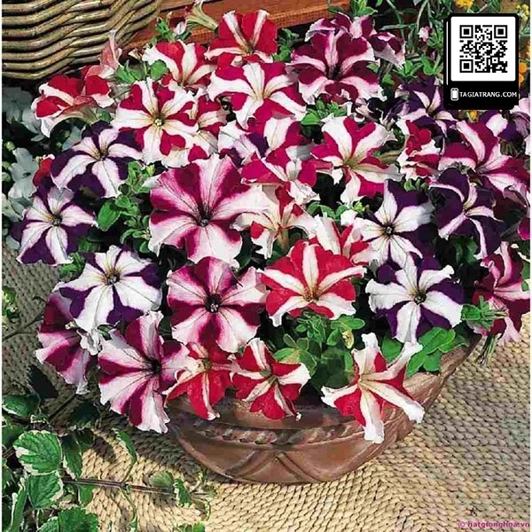 Hạt giống hoa dạ yến thảo sọc