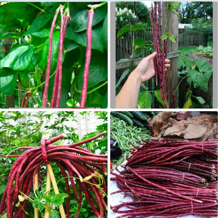 Combo of 2 Packs of Cowpea Seeds (1 Pack of Green and 1 Pack of Red)