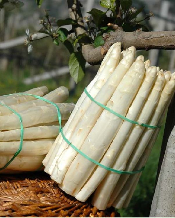 Hạt giống Măng Tây Trắng 20 hạt  ( tặng kèm 3 viên nénkích thích ươm hạt )