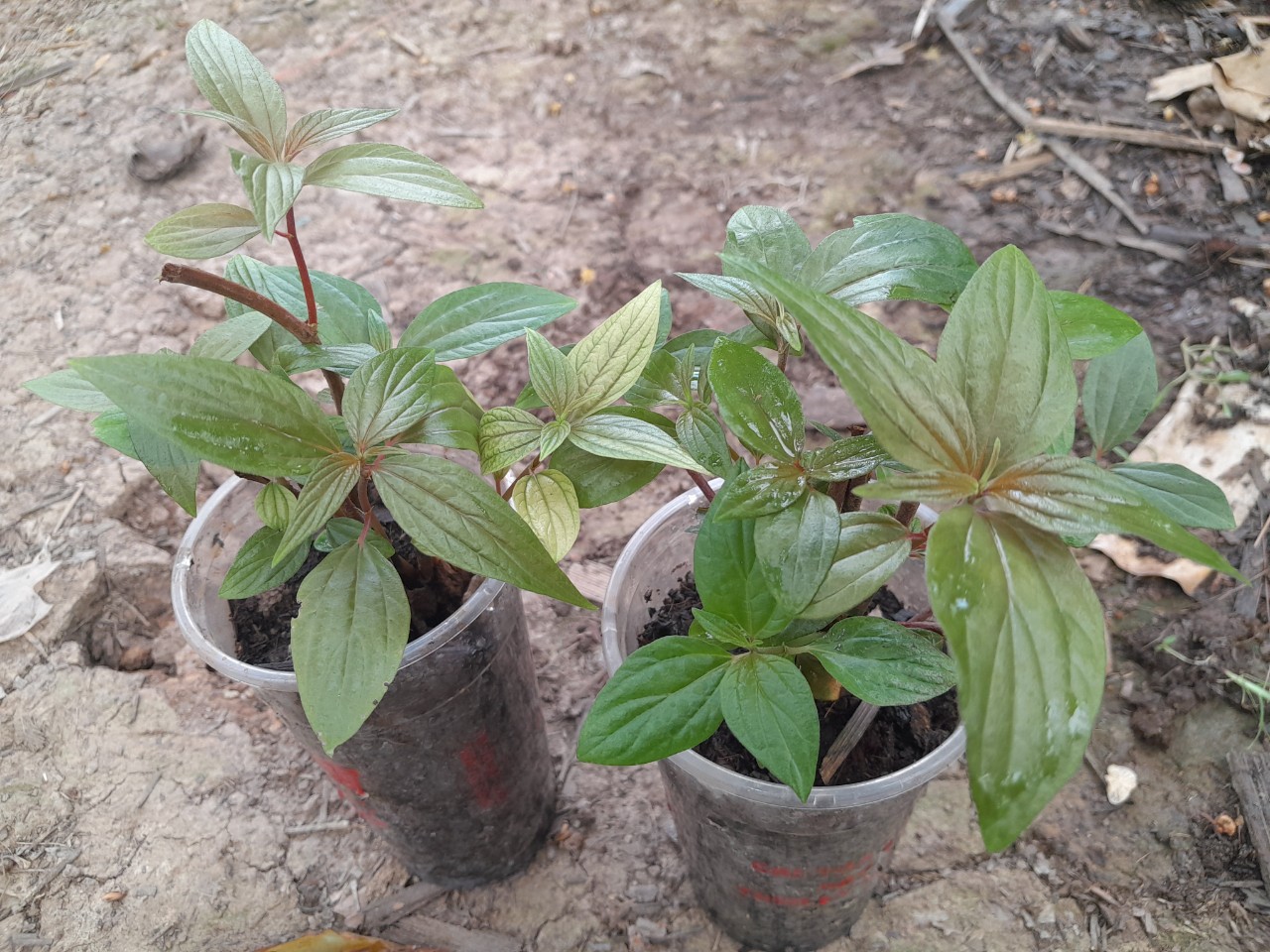 Chậu cây Thuốc Dòi ( bọ mẵm) giống