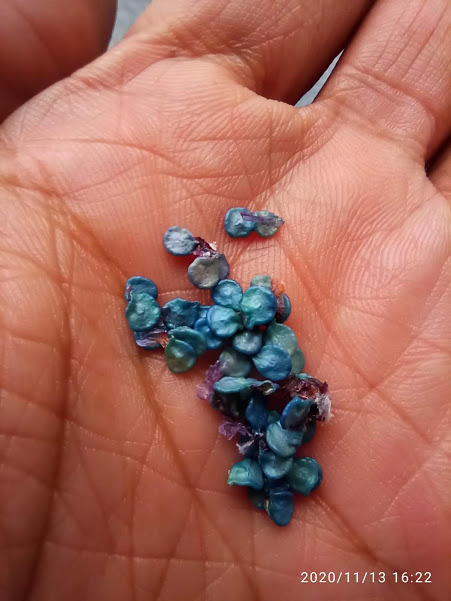 [HCM]hạt ớt HABANERO ĐỎ ( MỸ)
