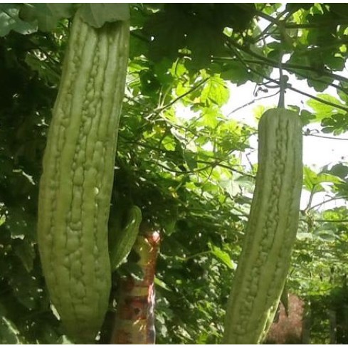 Hạt giống mướp đắng khổng lồ