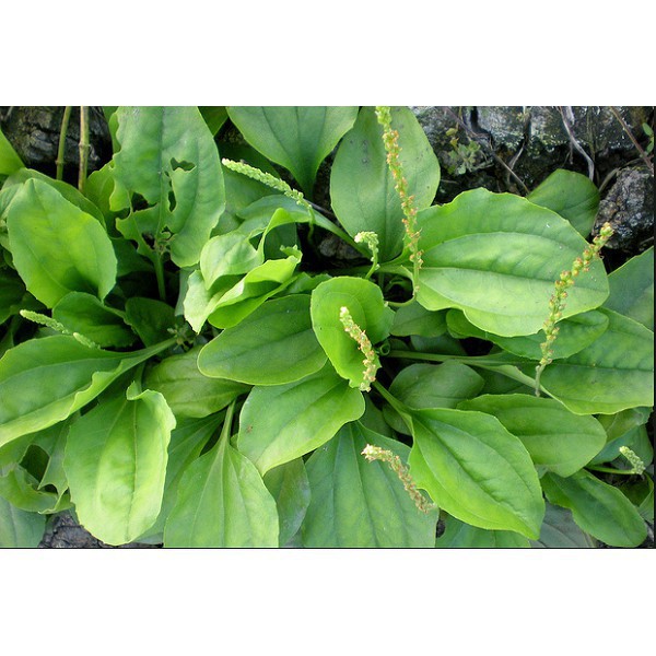 Hạt giống Rau Mã Đề Phú Nông 2gram