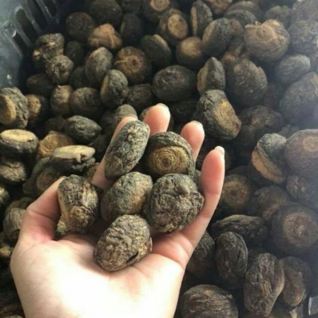 500g sâm mắc ca