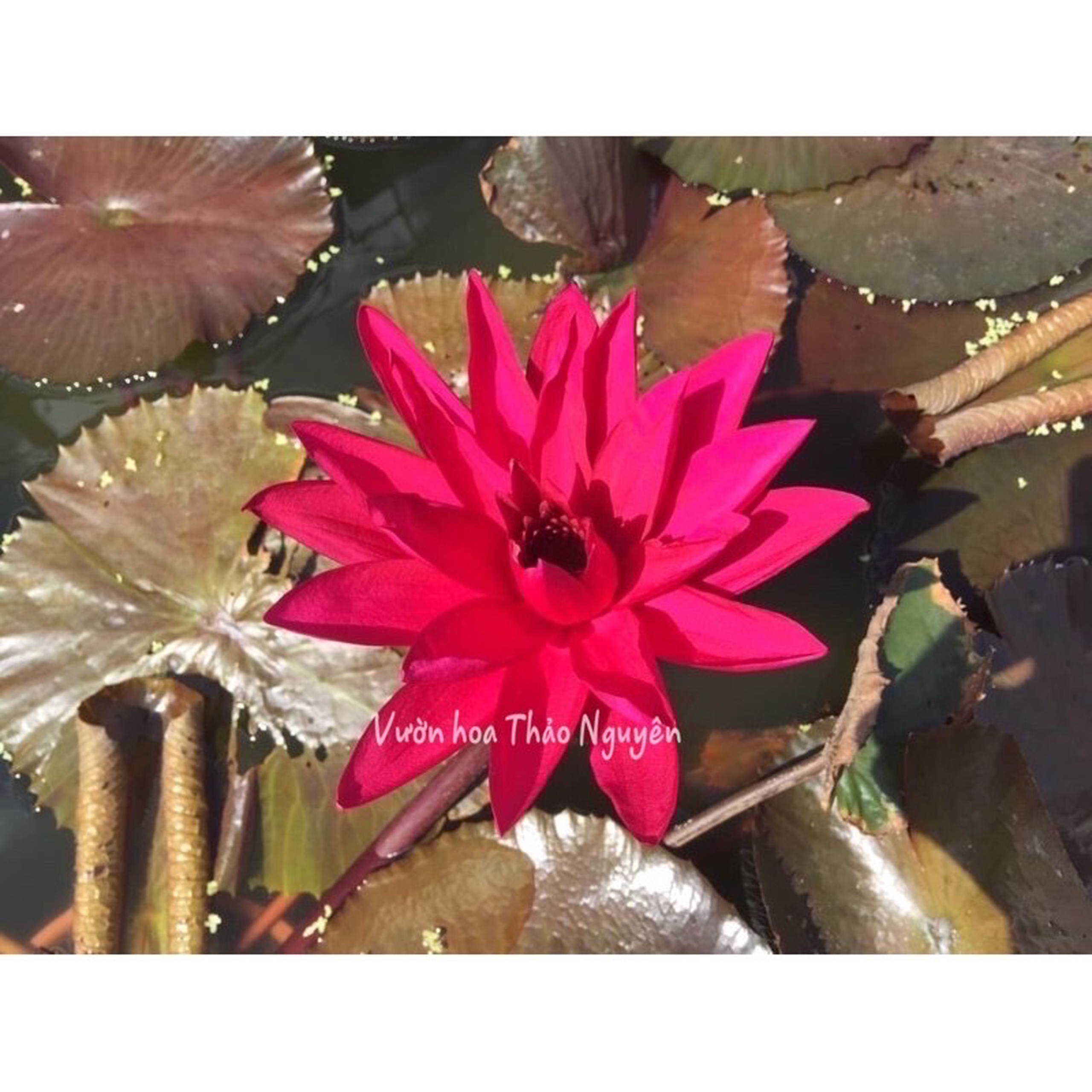 [RẺ VÔ ĐỊCH] Cây hoa súng Mỹ màu đỏ