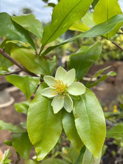 2 cây giống thanh mai ( mai trắng xanh )