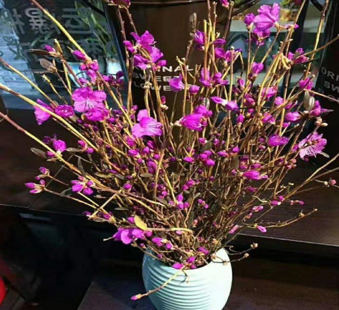Hoa đỗ quyên Ngủ Đông