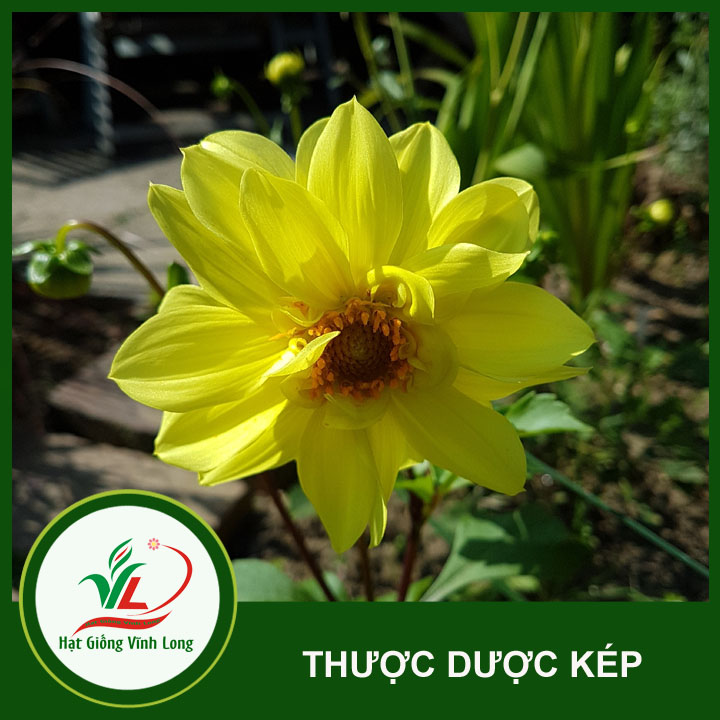 Hạt giống hoa Thược dược kép RD 894 - 0,1g