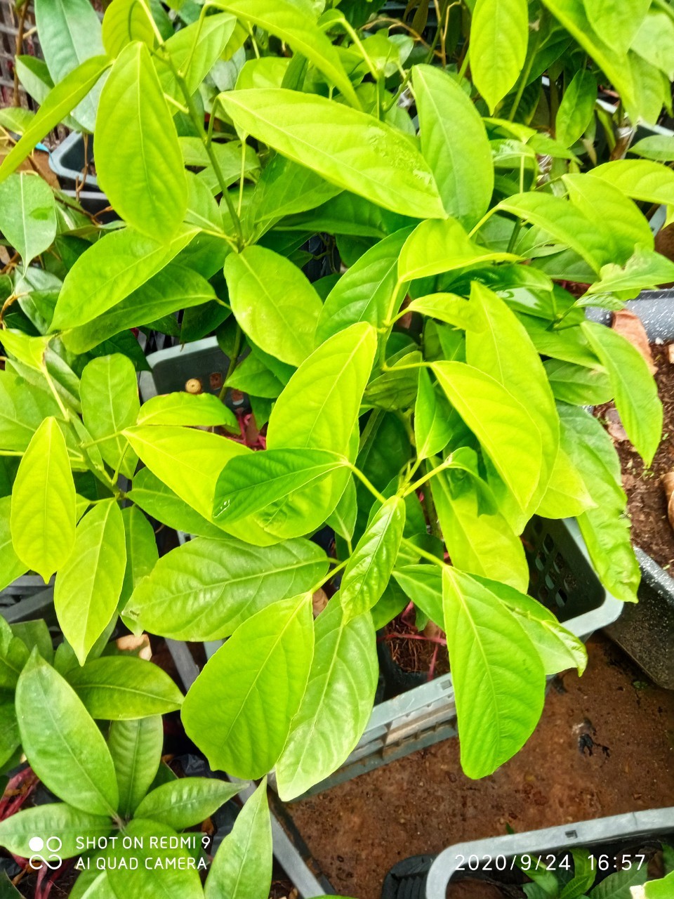 cây giống bòn bon thái lan