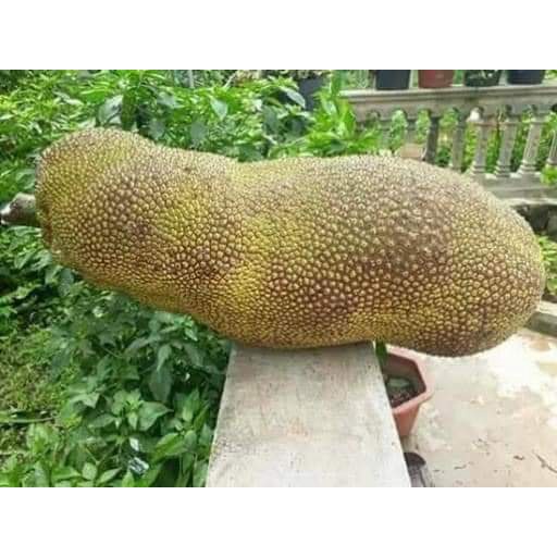 Cây Giống mít trái dài Malaysia (CHUẨN GIỐNG GỐC GHÉP SIÊU TRÁI)