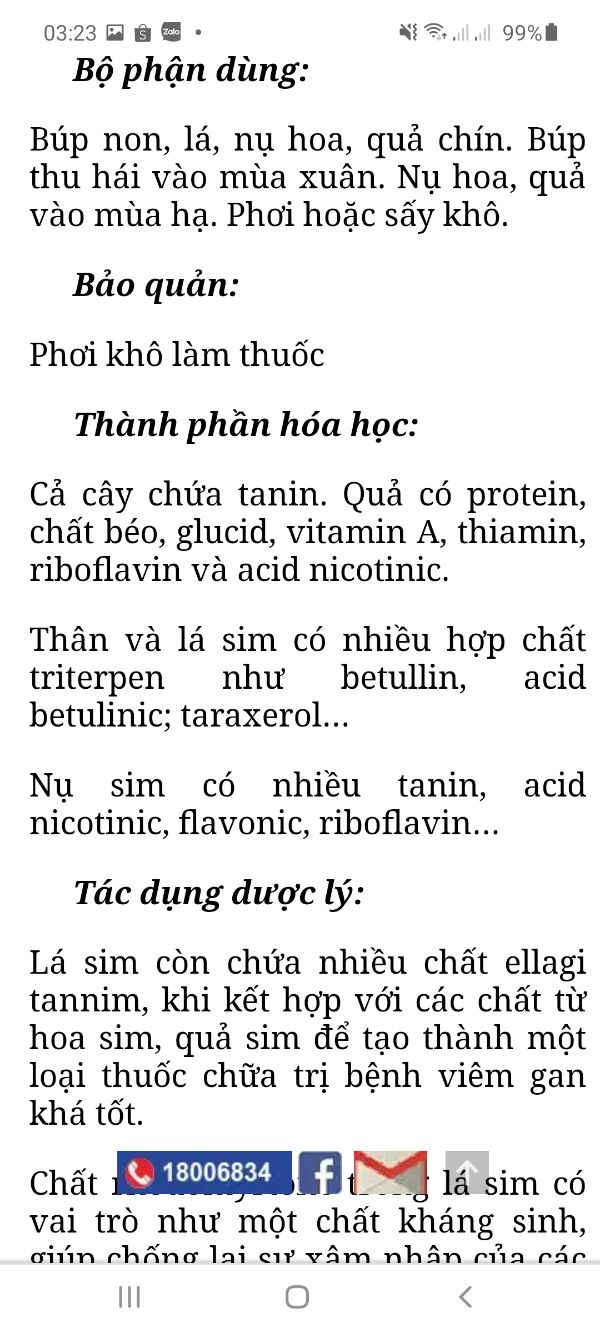 Sim ăn quả cây nhỡ