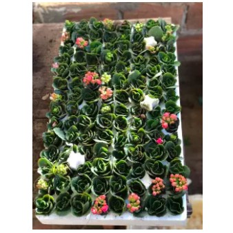 Combo 10 cây hoa sống đời cánh kép giống thái cấy mô, hoa có màu vàng và màu đỏ