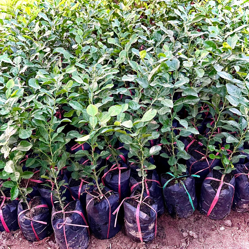 Cây chanh não người - cây chúc (Chanh thái)  cao 40 cm (Ảnh thật ).