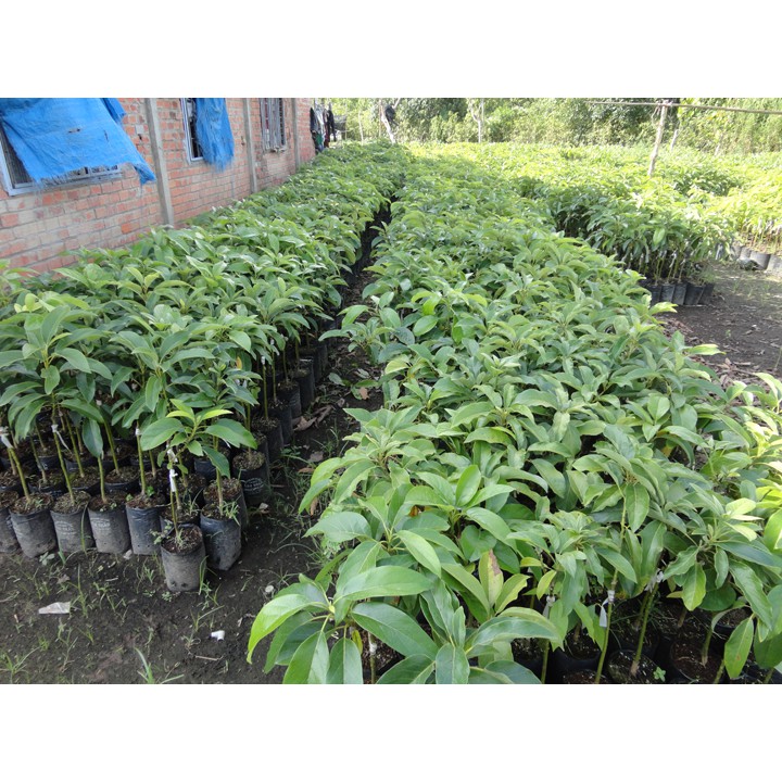 Cây giống Bơ 034 Siêu Trái