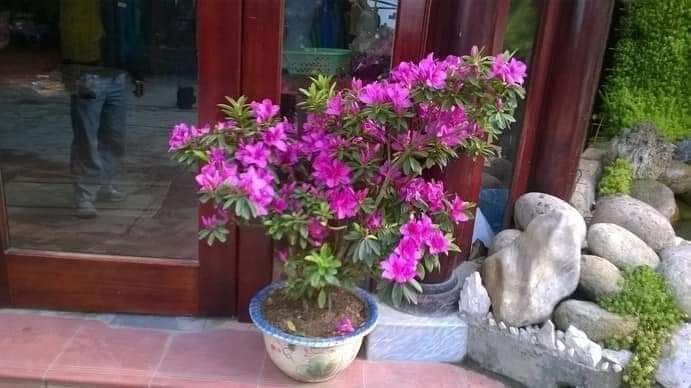 combo 10 cây giống hoa đỗ quyên