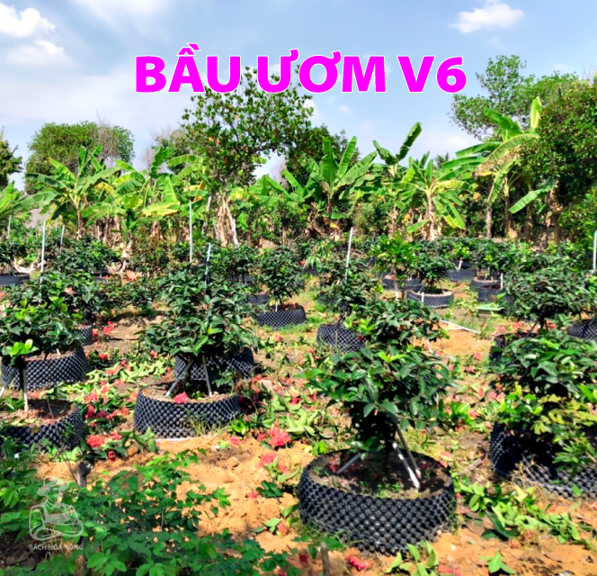 Bầu ươm V6 PHỔ THÔNG - dầy 0.7mm