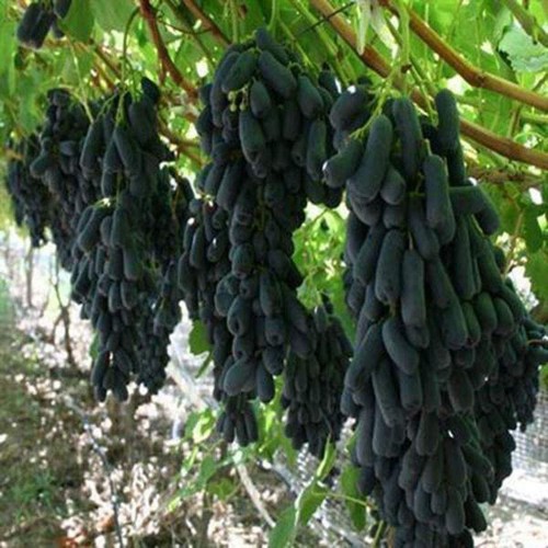 Cây giống nho móng tay ghép có quả sau 18 tháng