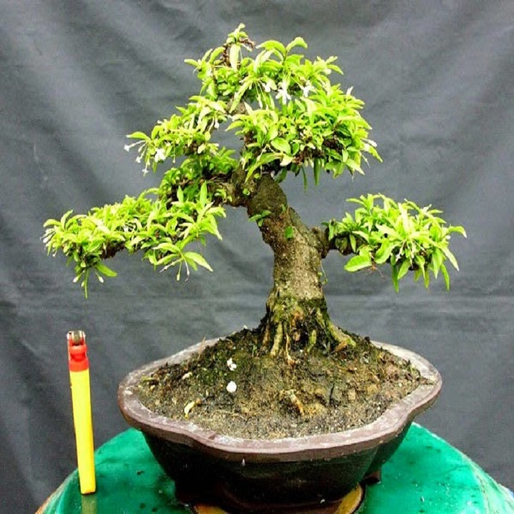 Cây Mai Chiếu Thủy, bonsai đẹp
