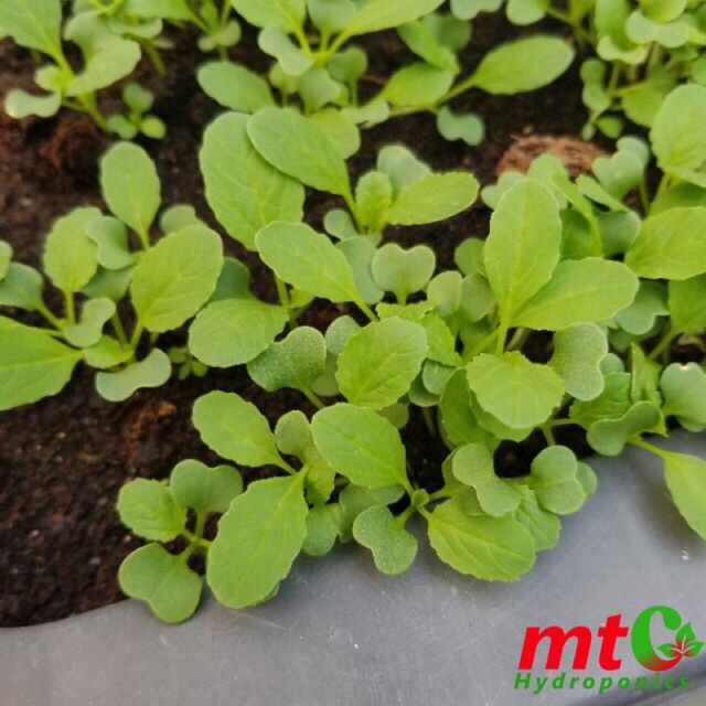 [HCM]Hạt Giống Cải Nhật SHIKA-F1