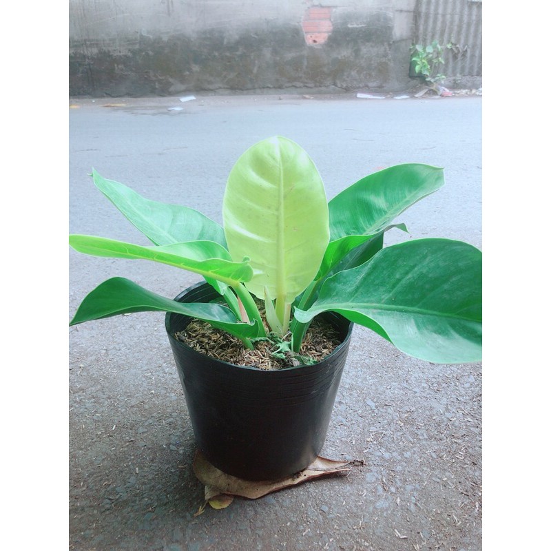 Trầu bà đế vương