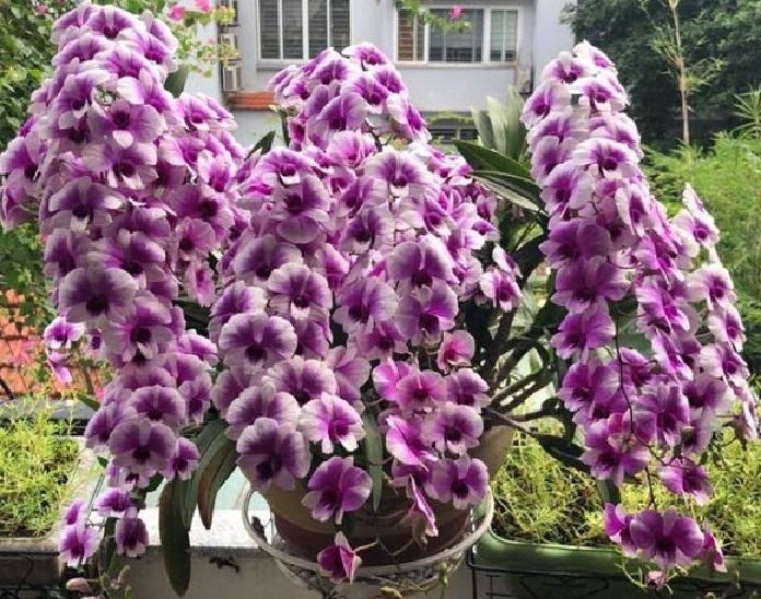 hoa lan denro thái lan yaya mini chậu size TO
