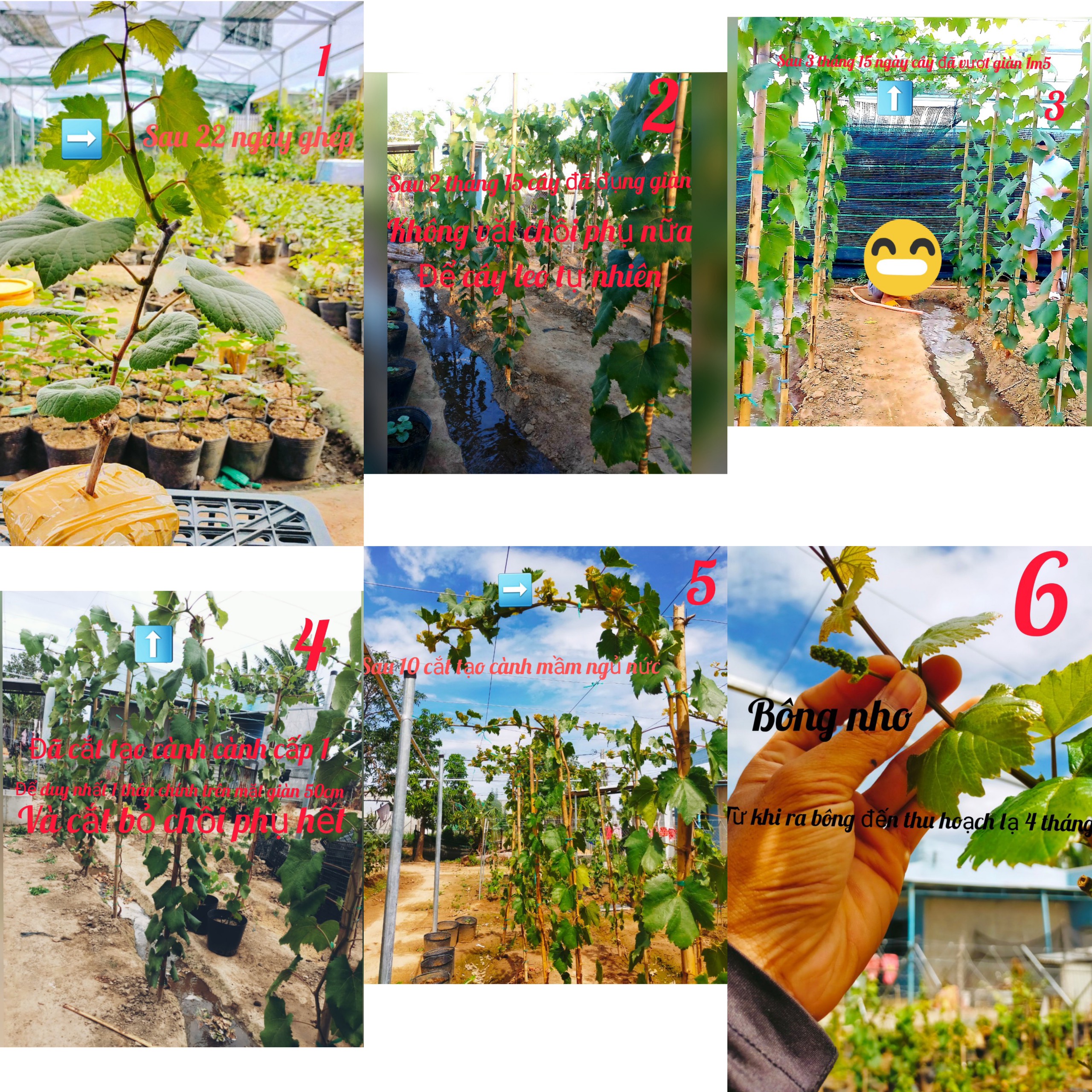 Cây Nho Giống Đỏ Leo Giàn Ninh Thuận