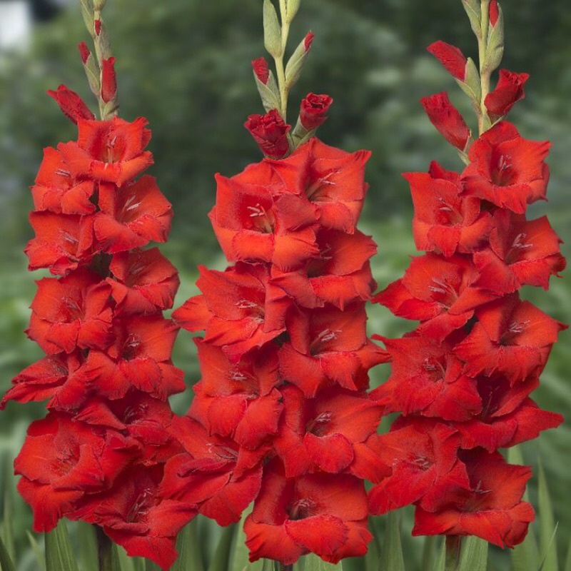 Củ giống hoa muscari xanh