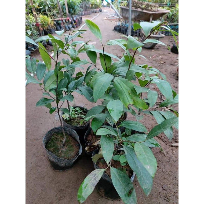 CÂY THỊ CHUẨN GIỐNG THỊ THƠM QUẢ NGỌT