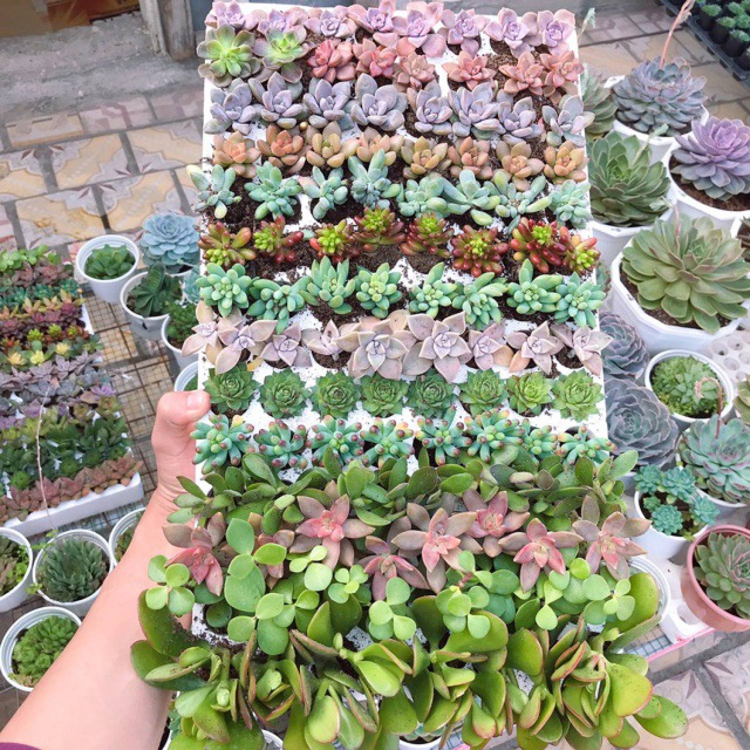 COMBO 10 loại Sen Đá Mini (MIX NGẪU NHIÊN)
