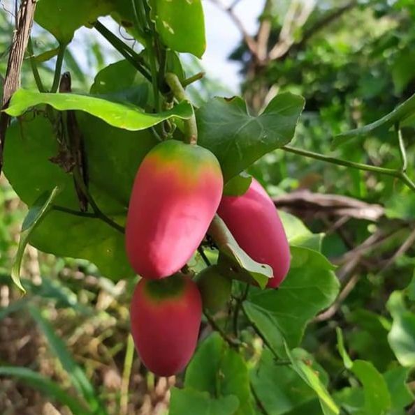 Hạt giống cây bình bát dây - dễ trồng, ăn ngon