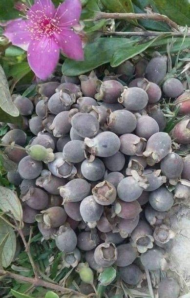 Sim Rừng Khô 1kg