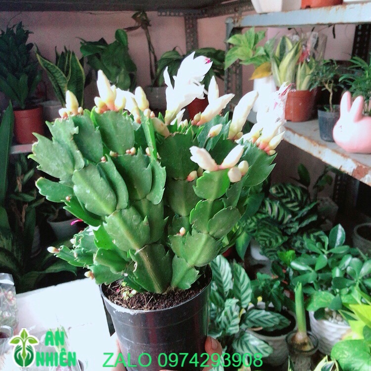 Cây càng cua hoa trắng
