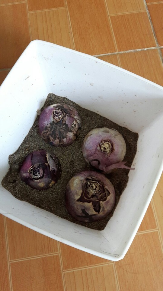 Củ hoa tiên ông hoa màu đỏ - 1 củ