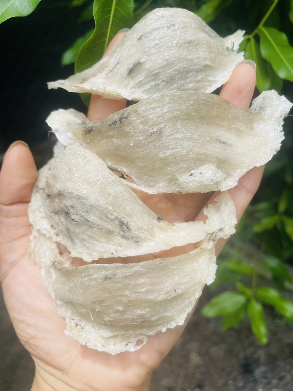 Tổ Yến thô nguyên chất