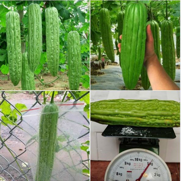 Hạt giống khổ qua khổng lồ (mướp đắng) Thái Lan 5 hạt - VTNT