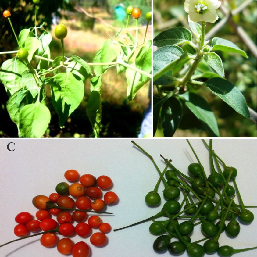 Hạt Giống Ớt Tiêu Siêu Cay Chiltepin