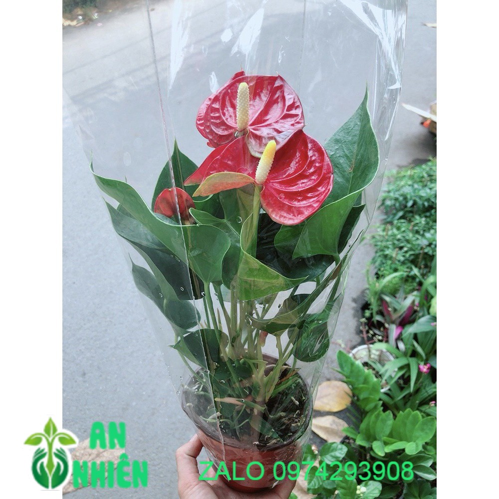 Cây hồng môn kèm chậu sứ
