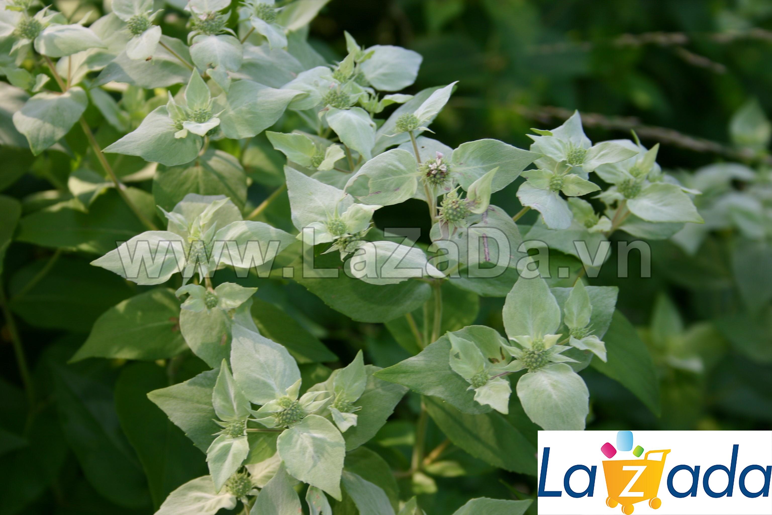 0.1GR 730.HAT Hạt Giống Bạc Hà Mint Núi (KL| C26*W50*M242)