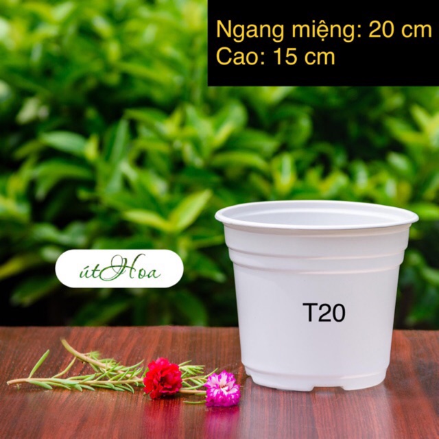 Combo 10 Chậu nhựa trắng T20 (20x15cm) vành miệng cứng